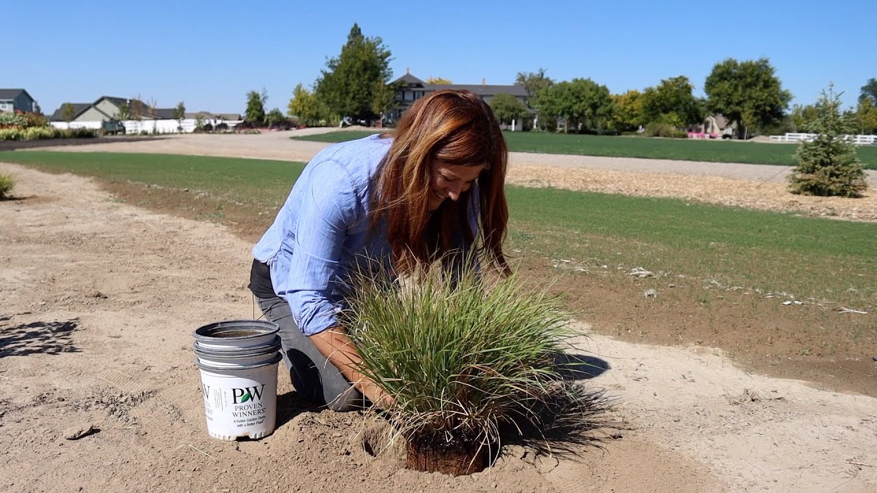 Planting An Evergreen, Ornamental Grasses and a Blooming Shrub!