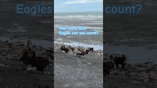 How many bald eagles can you count?