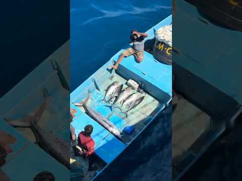 You want a thousand bucks for these fish?