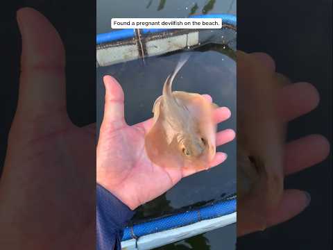 This man rescued a baby stingray and adopted it. #animalshorts #shortsvideo