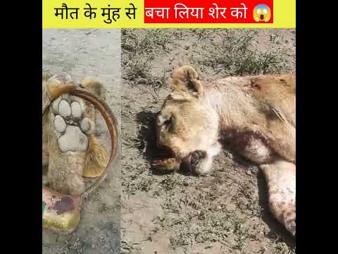 घायल शेरनी की इस तरह जान बचाई लोगो ने 😱#shorts#short