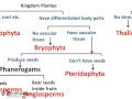 Plant Classification and Divisions