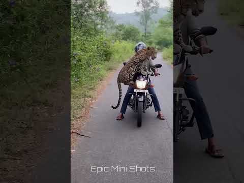 Leopard Jumps Onto Motorcycle! 😱