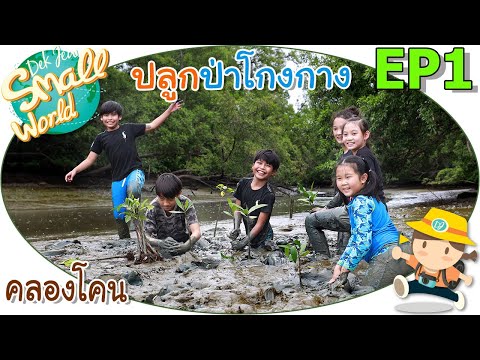 ปลูกป่าโกงกาง เด็กจิ๋ว @คลองโคน EP1