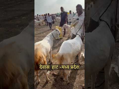 #बकरा #bakar #bakraeid #bakraloverz💕❤️ #bakraeid2025❤️😍🥰 #bakramandi #bakraloverss #bakraworld