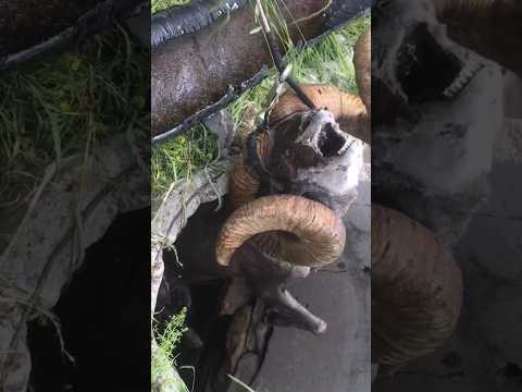 Sheep Death in well.