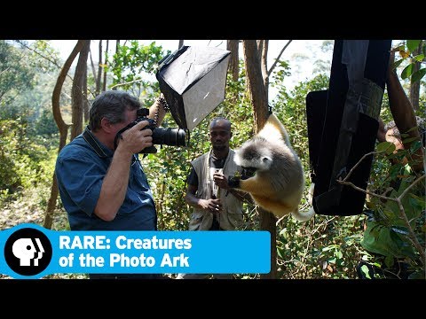 RARE: CREATURES OF THE PHOTO ARK | Official Trailer | PBS
