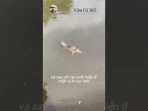 Cá Khổng Lồ Và Sinh Vật Lạ #fishing #amazing #cauca365 #short