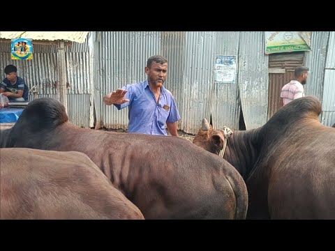 @ ১১/৩/২০২৫|| বেছে বেছে সেরা সেরা ষাঁড় দাঁতালো ষাঁড় গরু কেনা খোঁচাবাড়ী হাটে|| ঠাকুরগাঁও||