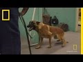Viper's Journey with Cesar