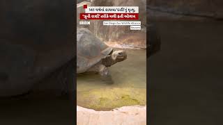 America : ઝૂમાં રખાયેલા 141 વર્ષના કાચબાનું મૃત્યુ #shorts