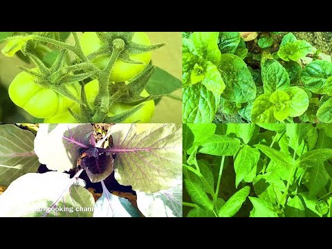 എന്റെ അടുക്കളത്തോട്ടം Qatar |My Kitchen Garden In Qatar | Cabbage Tomato Capsicum Palak Chilly Plant