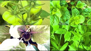 എന്റെ അടുക്കളത്തോട്ടം Qatar |My Kitchen Garden In Qatar | Cabbage Tomato Capsicum Palak Chilly Plant