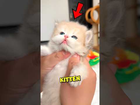 This Kitten Loves To BITE