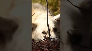 Wolfie Relaxes by the Campfire | Peaceful Camping With a beautiful Dog