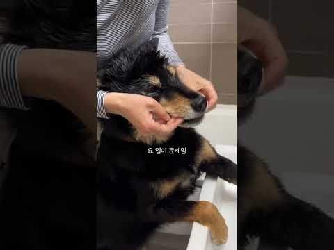 산책하다 또 뱀을 만나서 패대기치고 폭풍멍빨 당하는 강아지 #뱀 #멍빨 #진돗개 #강아지