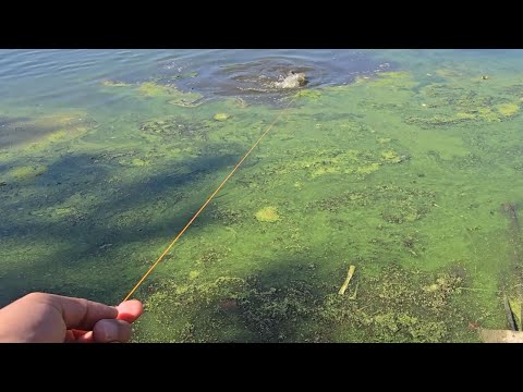 GRANDIOSA pesca con carrete y linea de mano!