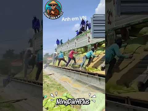 Chuyển Lúa Cam  Xuống Ghe Về Việt Nam#nongdan#nongnghiep #farming #mientay #shortvideo