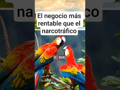 hay un negocio más rentable que el narcotráfico: la minería ilegal #mineríailegal