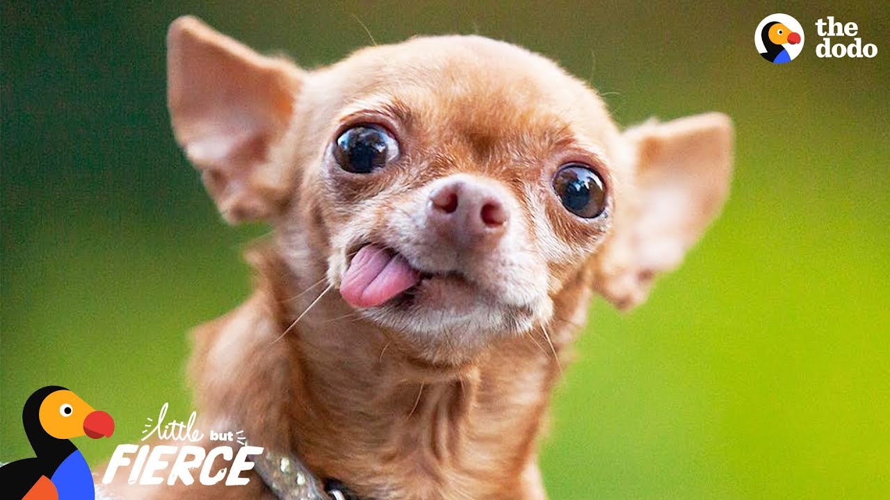 Cranky Little Dog Doesn't Want To Share His Dad With Anyone Little But Fierce