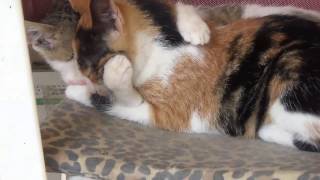 Cat cuddling funniest video