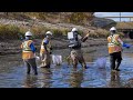 Athabasca Rainbow Trout Conservation
