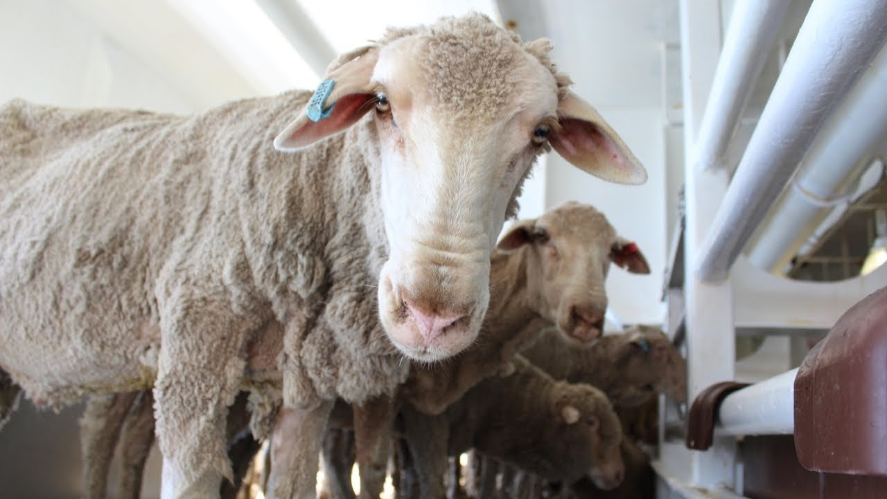 Labor pledges extra  million for WA sheep farmers after live export ban backlash