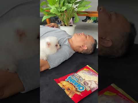 บอกแล้วอย่าไปยุ่ง #pomeranian #petsrule #pets #dog #funny #cutedog ￼