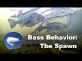 Understanding Bass Behavior