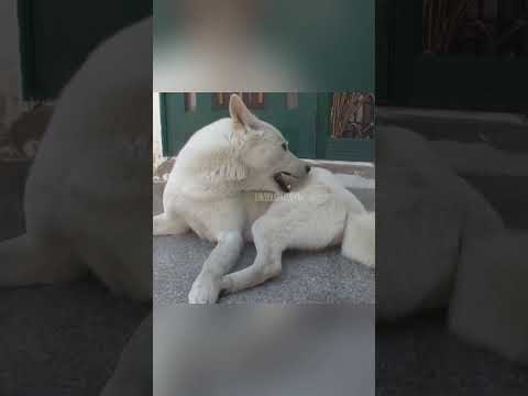 जाने! क्यों कुत्ता अपनी ही टांग को चबाने लगा 😳🥺 #viral #animals