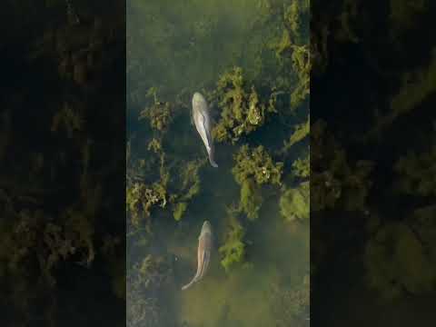 короли Волги #carpfishing #fishing #карп #рыбалка #волга #природа #красота #топ #мем