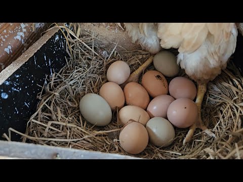 A produção de ovos despencou, o que fazer?