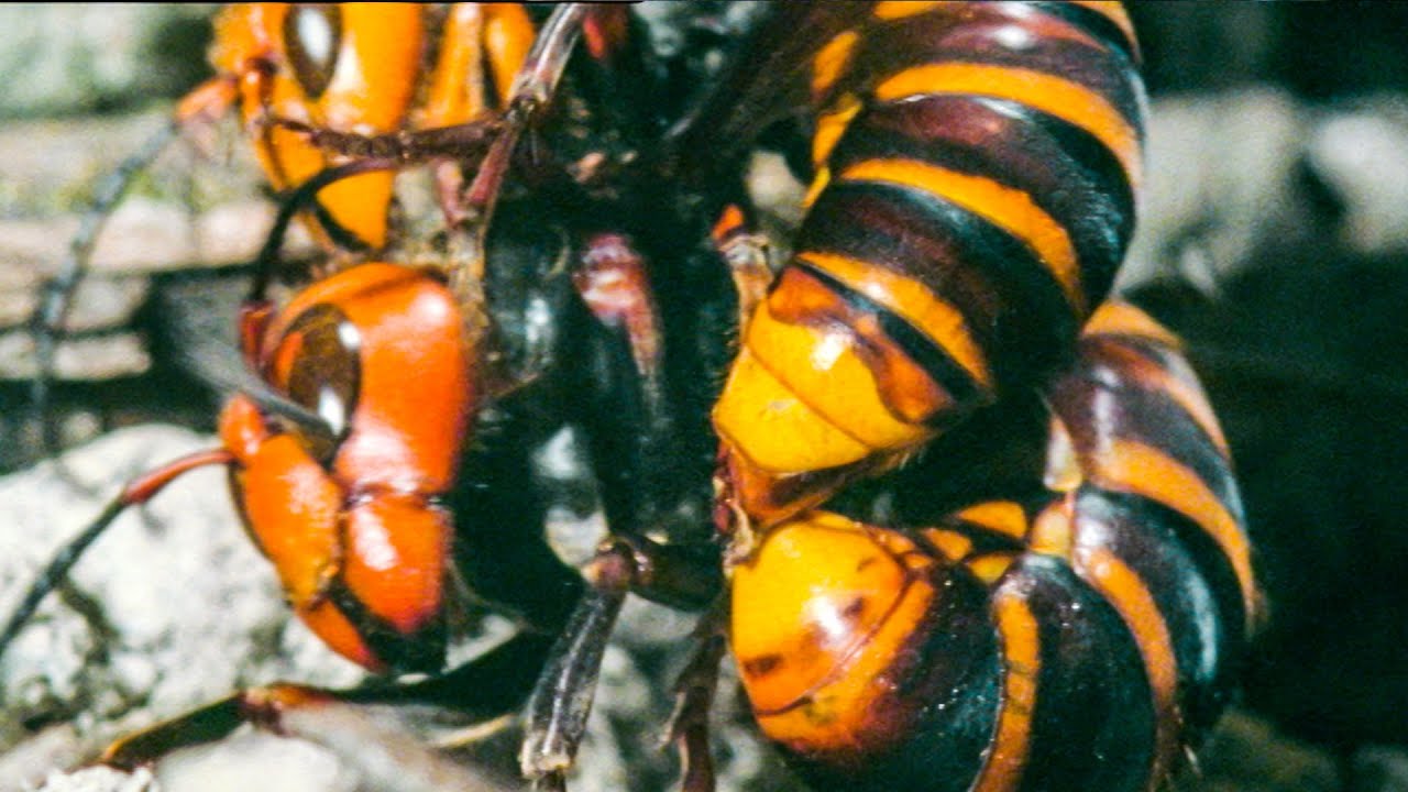 Buddha Bees And The Giant Hornet Queen Hornet Queen Murdered By Her Own Daughters Buddha Bees and The Giant