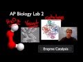 Enzyme Function and Reaction Rates