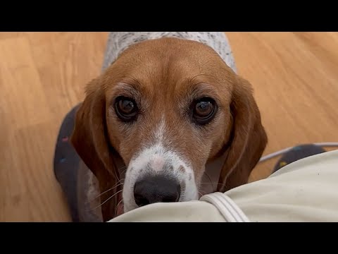 I adopted a lab test dog. Here's what happened.