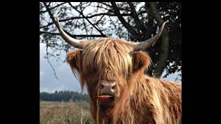 LEARN GAELIC WITH HIGHLAND CATTLE