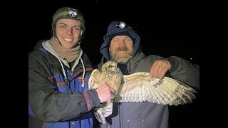 Where the Owls Go: Methods and Insights from Short-eared Owl Research in Maryland