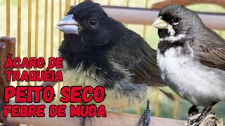 Seu Pássaro está Assim? Saiba oque Fazer! Peito Seco, Febre e Ácaros de Traquéia