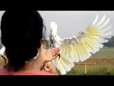 Rescue cockatoo flies for first time in 16 years