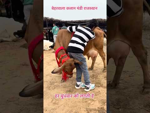 📱 8290693497💥बेहरवाला कलान मंडी हनुमानगढ़ #cow #dairyfarm #sahiwalcow #farming #farm #वायरलशोर्ट्स