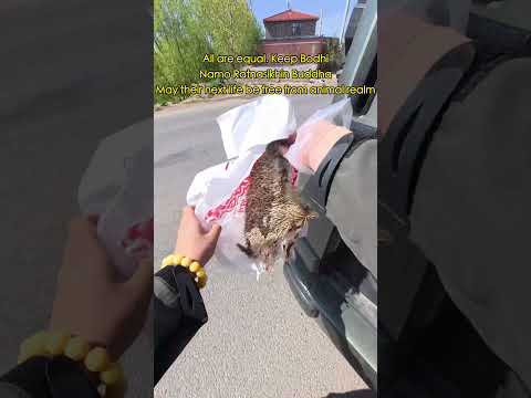 Giving the last gentleness and dignity to a tiny life 🐾