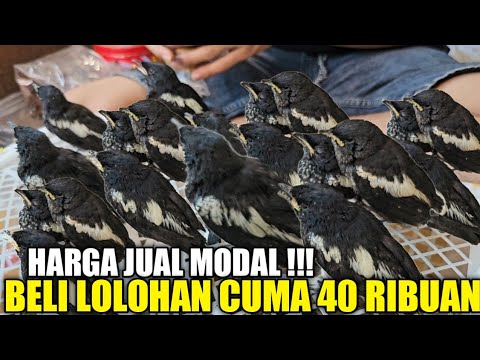 MAKIN MEMANAS ! CUMA KIOS ABADI BIRD YG NEKAD JUAL LOLOHAN SEMURAH INI PANTESAN BIKIN KETAR KETIR
