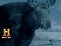 Moose Collision Incident Analysis