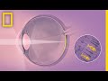 Understanding Vision and Optical Illusions