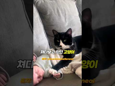 발톱 꺼낸 고양이의 위기대처 능력