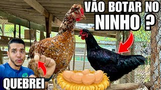 A Galinha botou um ovo Muito pequeno e eu quebrei | Fazendo Ninho para Galinha GSB | Aves Recriar