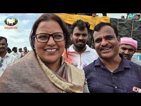 कदूरचा राजा / khillar cow