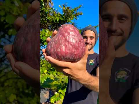 Red Custard Apple #fruit #eating #farming