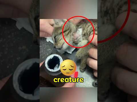 The Cat Escaped Death 😰