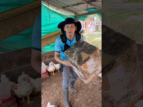 Cómo Acabar Con Las Moscas  #losbarrerita #campo #vida #tendencia #moscas